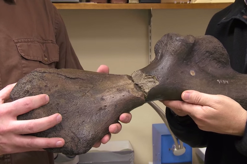 Both ends of the turtle’s humerus bone, reunited at Drexel.