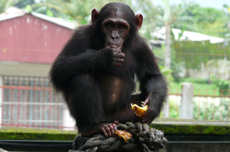 A Nigeria-Cameroon chimp rescued from illegal animal trafficking who now lives at the Limbe Wildlife Center in Cameroon. Credit Paul Sesink Clee