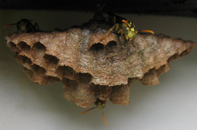 wasp colony