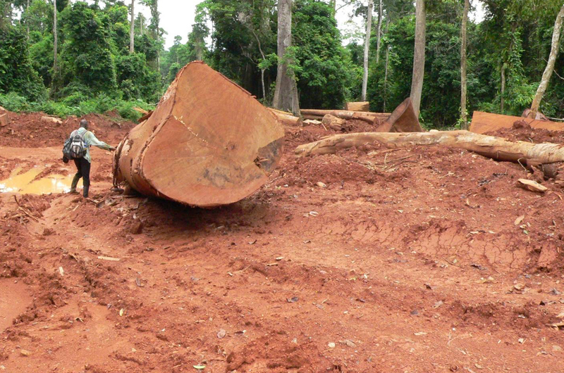 Legal and illegal logging increased more than 600 percent in Ghana during a 15-year period. Photo credit: Nicole Arcilla.