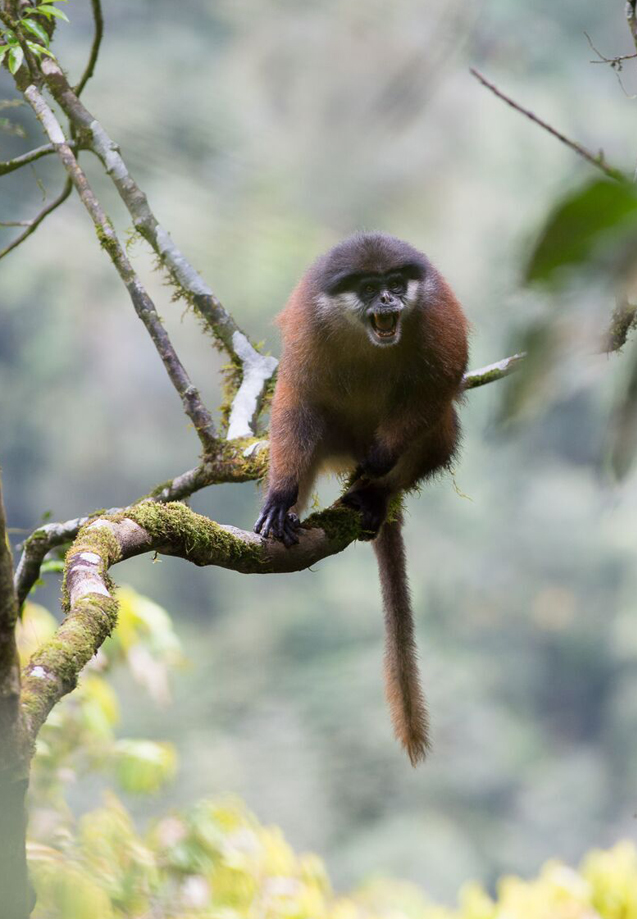 Pennant's red colobus monkey. Photo by Ian Nichols/National Geographic.