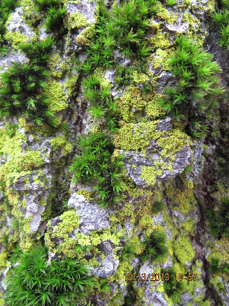 Moss. Courtesy of Sarah Jovan, U.S. Forest Service.