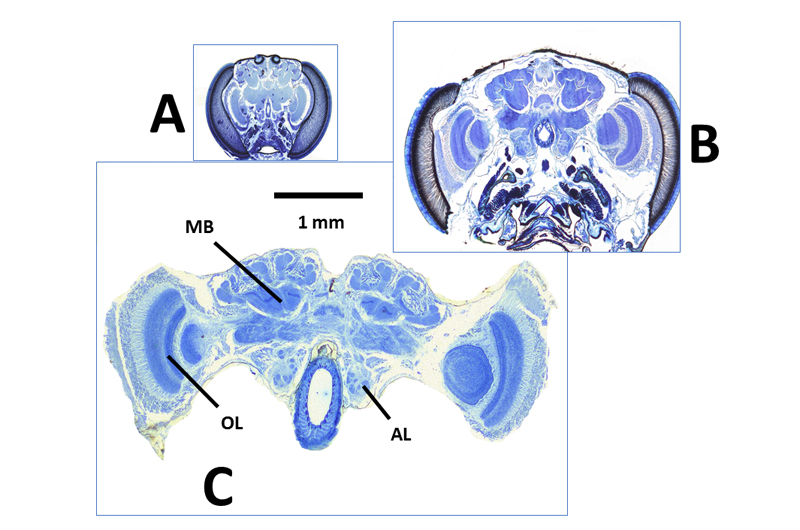 Three difference images of wasp brains.