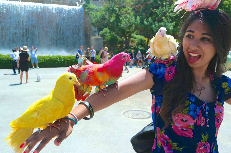 A submission to the Drexel Study Abroad photo contest from Rizwana Saleem in Spain with the caption "Birds and Barcelona are my two favorite things!"