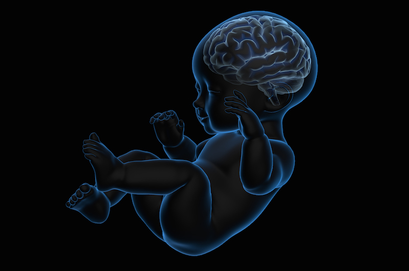 Rendering of an x-ray baby with a brain inside 
