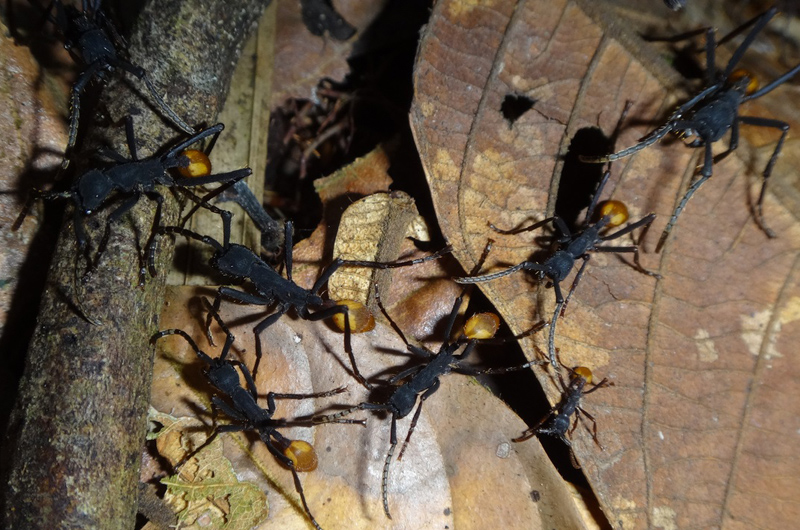 Army ant workers raiding across leaf litter.