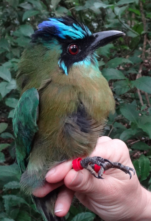 A blue-diademed motmot being held by a person's hand