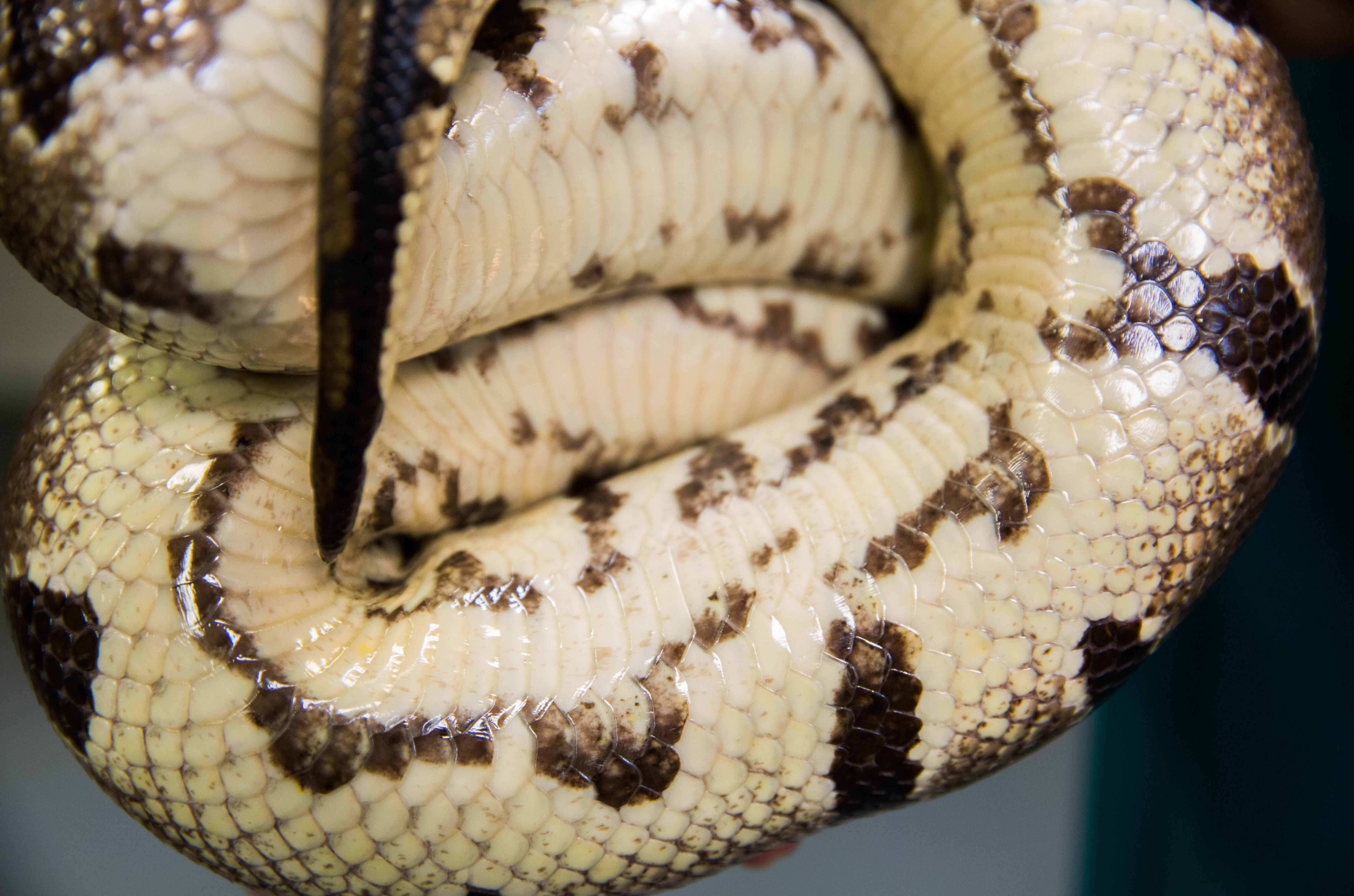 What Can Snakes Teach Us About Engineering Friction? Now Drexel