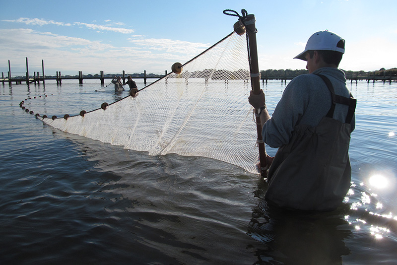 BEES students seining for fish in Barnegat Bay, New Jersey. Photo credit: Richard J. Horwitz.