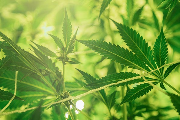Cannabis leaves
