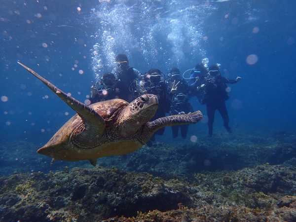Swimming With the Sea Turtle