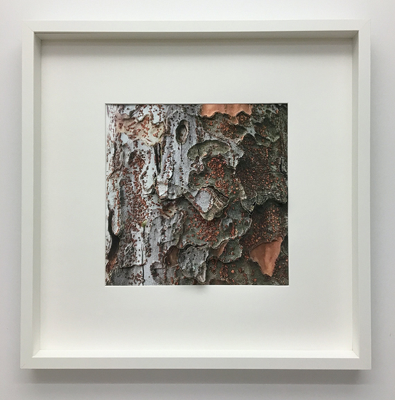  'Bark', Inkjet Prints (torn), 19' x 19', 2019